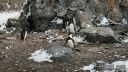 Filename=antartica-15.jpg
Filesize=235KiB
Dimensions=960x540
Date added=Apr 11, 2016 antartica-15.jpg